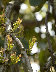 Dendrophthoe trigona