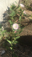 Convolvulus arvensis