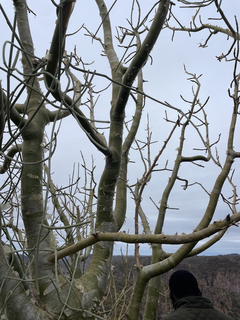 Commiphora marlothii, Kruger National Park, Musina, LP, ZA