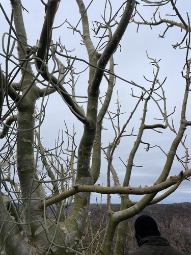 Commiphora marlothii