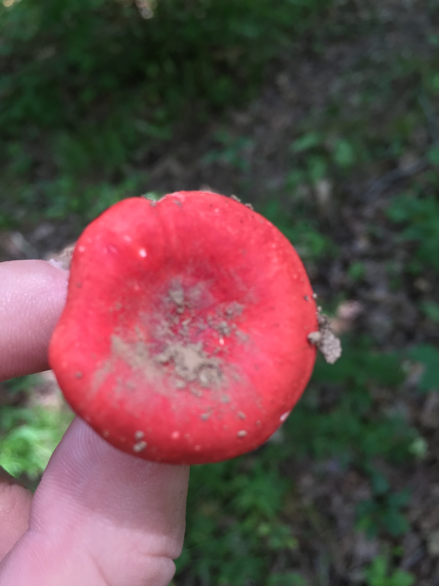 Russula cremoricolor image