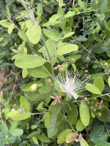 Image of Capparis tomentosa by (c) Matt Benjamin, some rights reserved (CC BY)