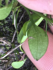 Ranunculus alismifolius