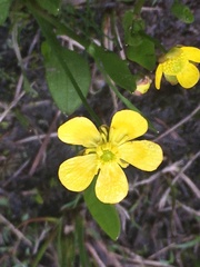 Ranunculus alismifolius