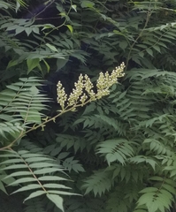 Sorbaria sorbifolia