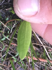 Ranunculus alismifolius