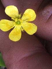 Ranunculus alismifolius