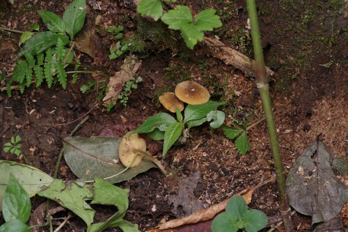 Callistosporium luteo-olivaceum