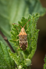 Cebrenistella