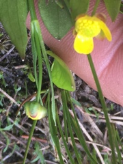 Ranunculus alismifolius