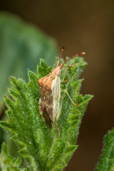 Cebrenistella