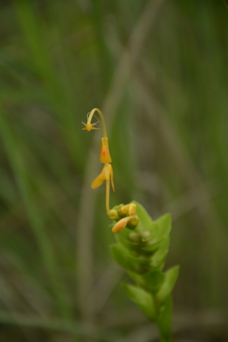 Globba marantina, photograph 6