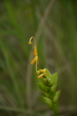 Globba marantina