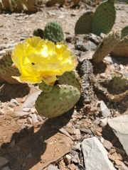 Opuntia aurea