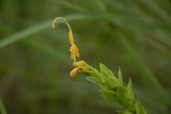 Globba marantina