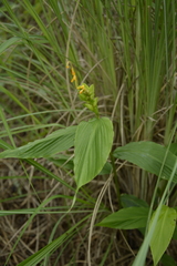 Globba marantina