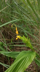 Globba marantina