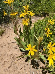 Wyethia arizonica