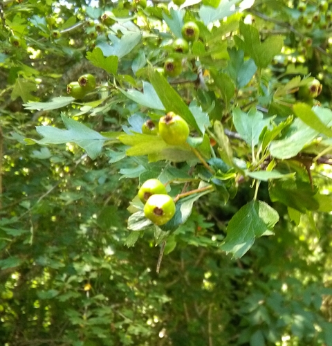 Eingriffeliger Weißdorn