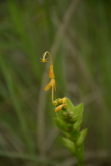 Globba marantina