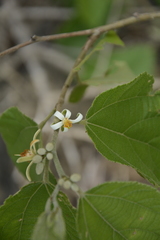 Grewia abutilifolia