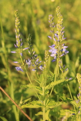 Veronica austriaca