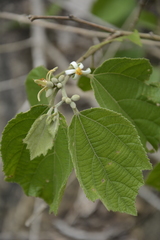 Grewia abutilifolia