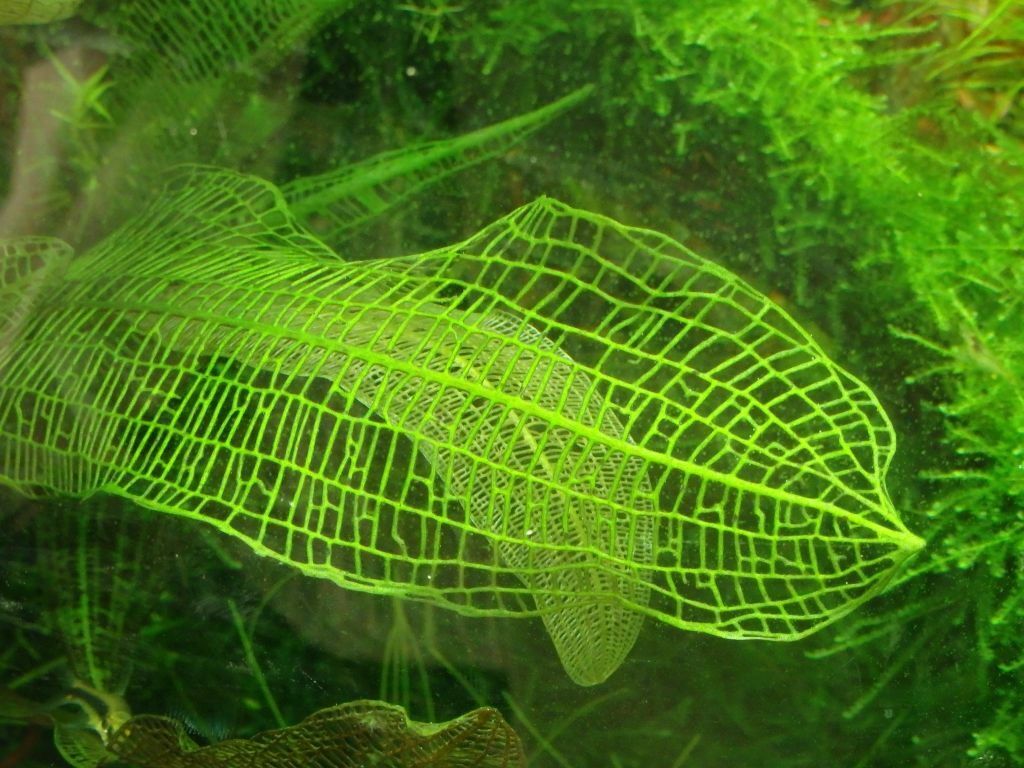 Plante dentelle de Madagascar (Aponogeton madagascariensis)