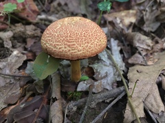 Boletus fraternus