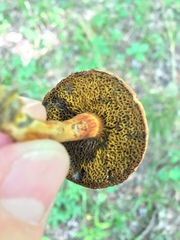 Boletus fraternus