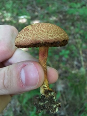 Boletus fraternus
