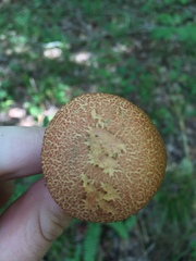 Boletus fraternus
