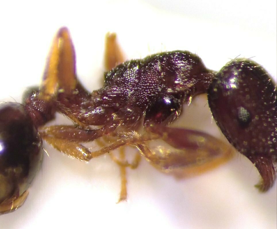 Tetramorium indocile