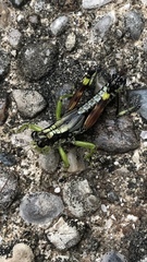 Dendrotettix quercus