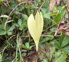 Crocus suworowianus