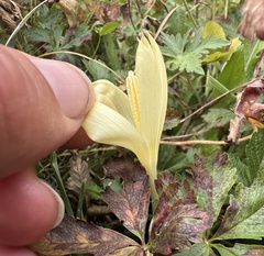 (c) Katrin Simon, some rights reserved (CC BY) Crocus suworowianus, photograph (c) Katrin Simon, some rights reserved (CC BY)