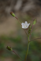 Hibiscus lobatus
