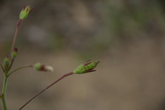 Hibiscus lobatus