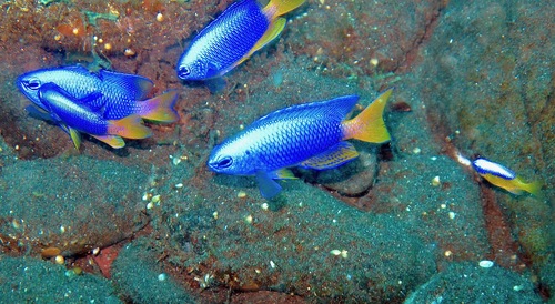 Neon Damselfish (Pomacentrus coelestis)