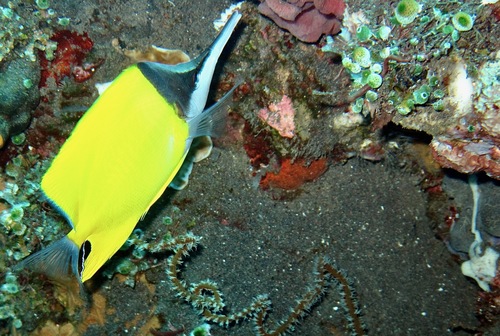 Forceps Butterflyfish (Forcipiger flavissimus)
