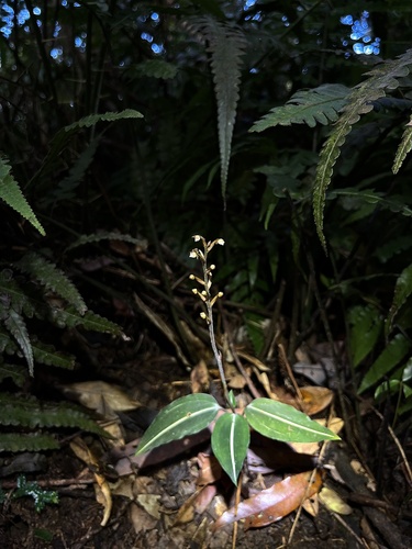 Rhomboda yakusimensis iNat (3)