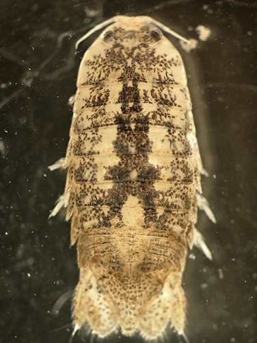 Cirolana willeyi