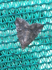 Eubolina impartialis