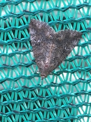 Eubolina impartialis