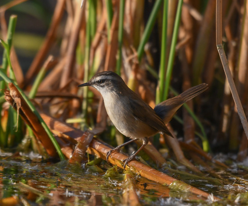 Carricerín real (Acrocephalus melanopogon)