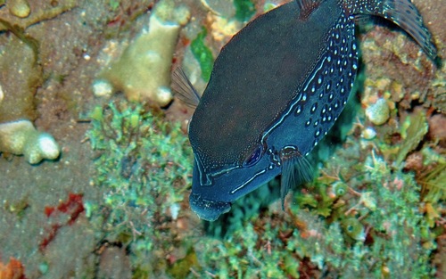 Striped Boxfish (Ostracion solorense)