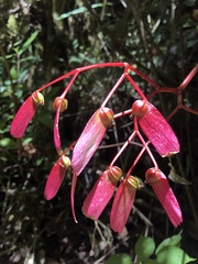 Begonia erythrocarpa