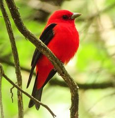 Scarlet Tanager photo 4