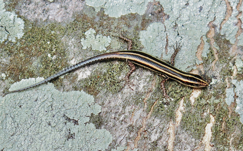 Rensch’s Snake-eyed Skink, Cryptoblepharus renschi