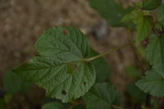 Hibiscus lobatus